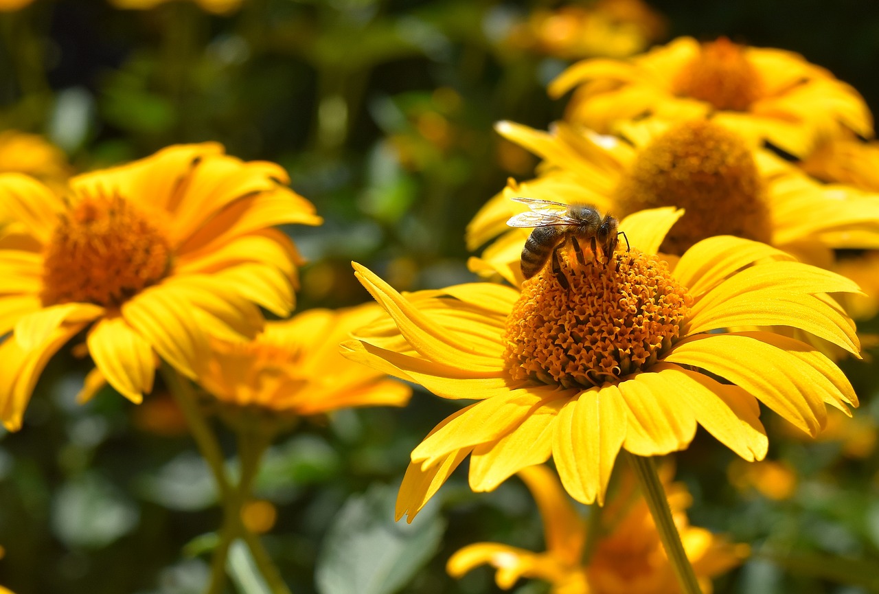 flower yellow bee free photo
