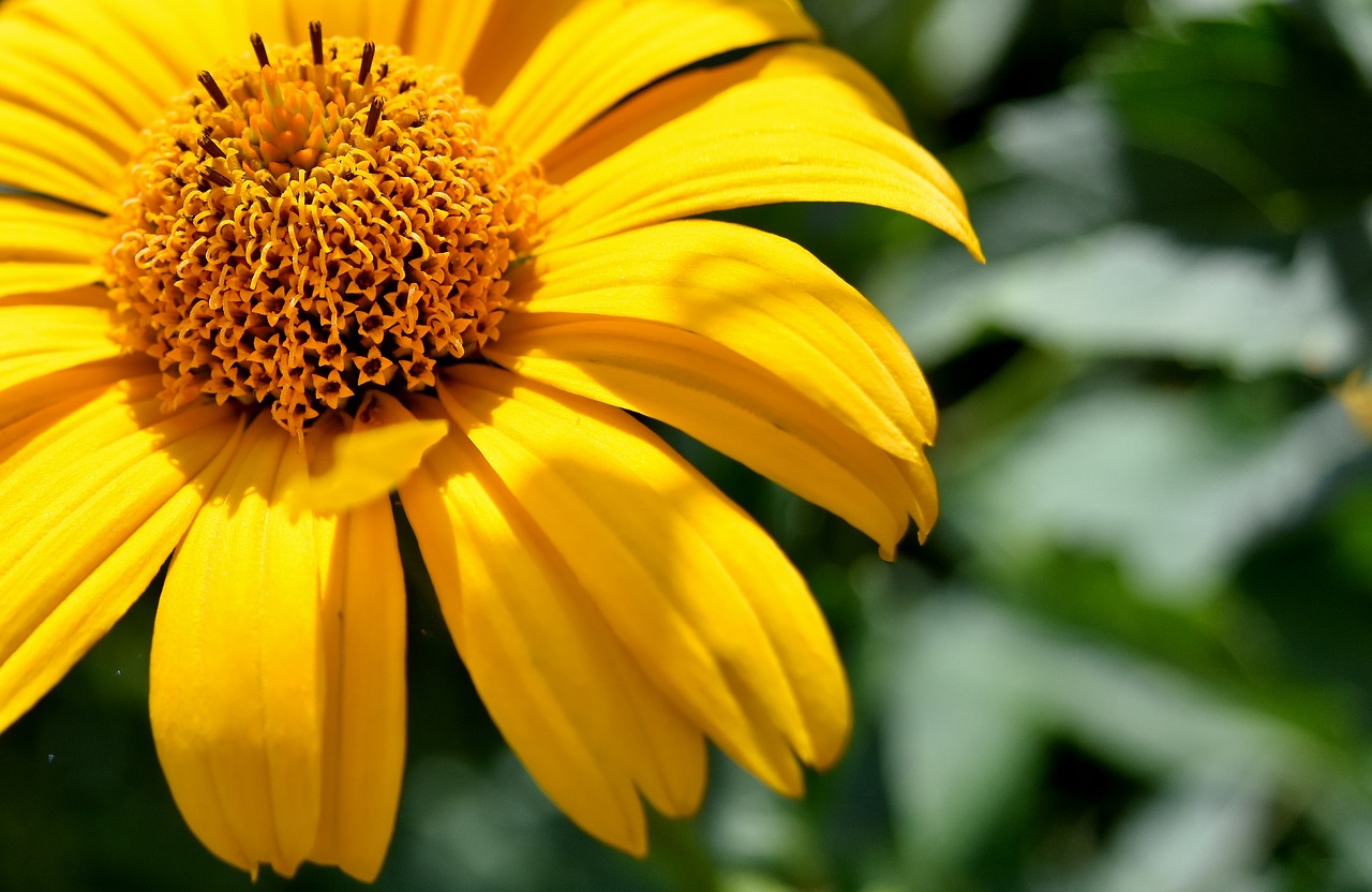 flower yellow blossom free photo