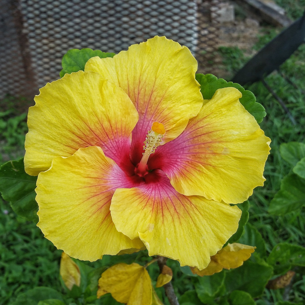 flower nature hibiscus free photo