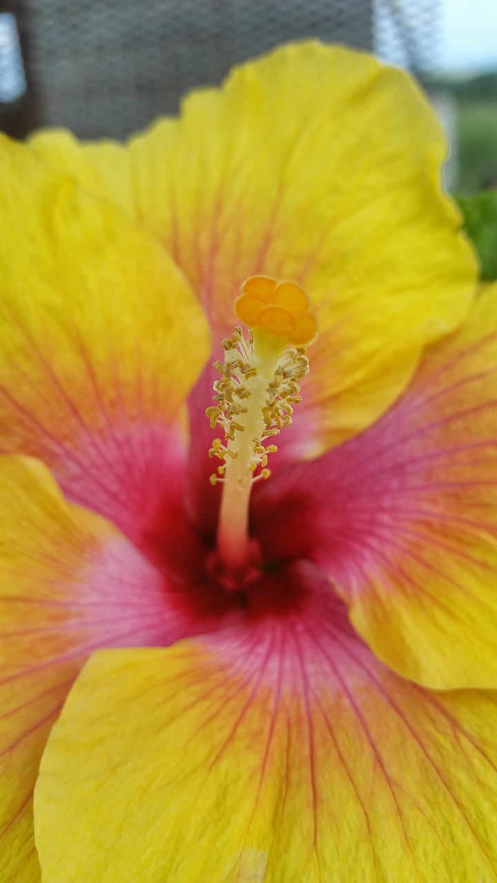 flower hibiscus nature free photo