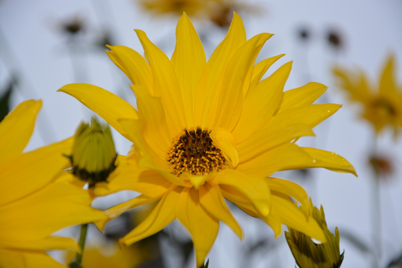 flower yellow petals yellow flower free photo