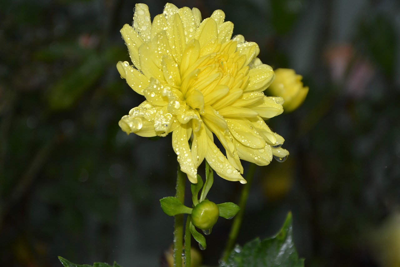 flower yellow flowers petals free photo