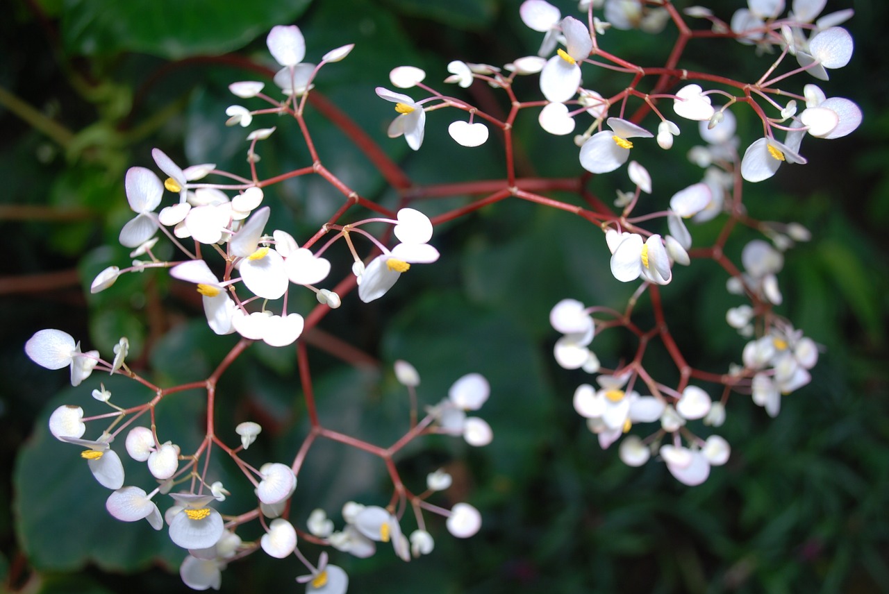 flower blossom plant free photo