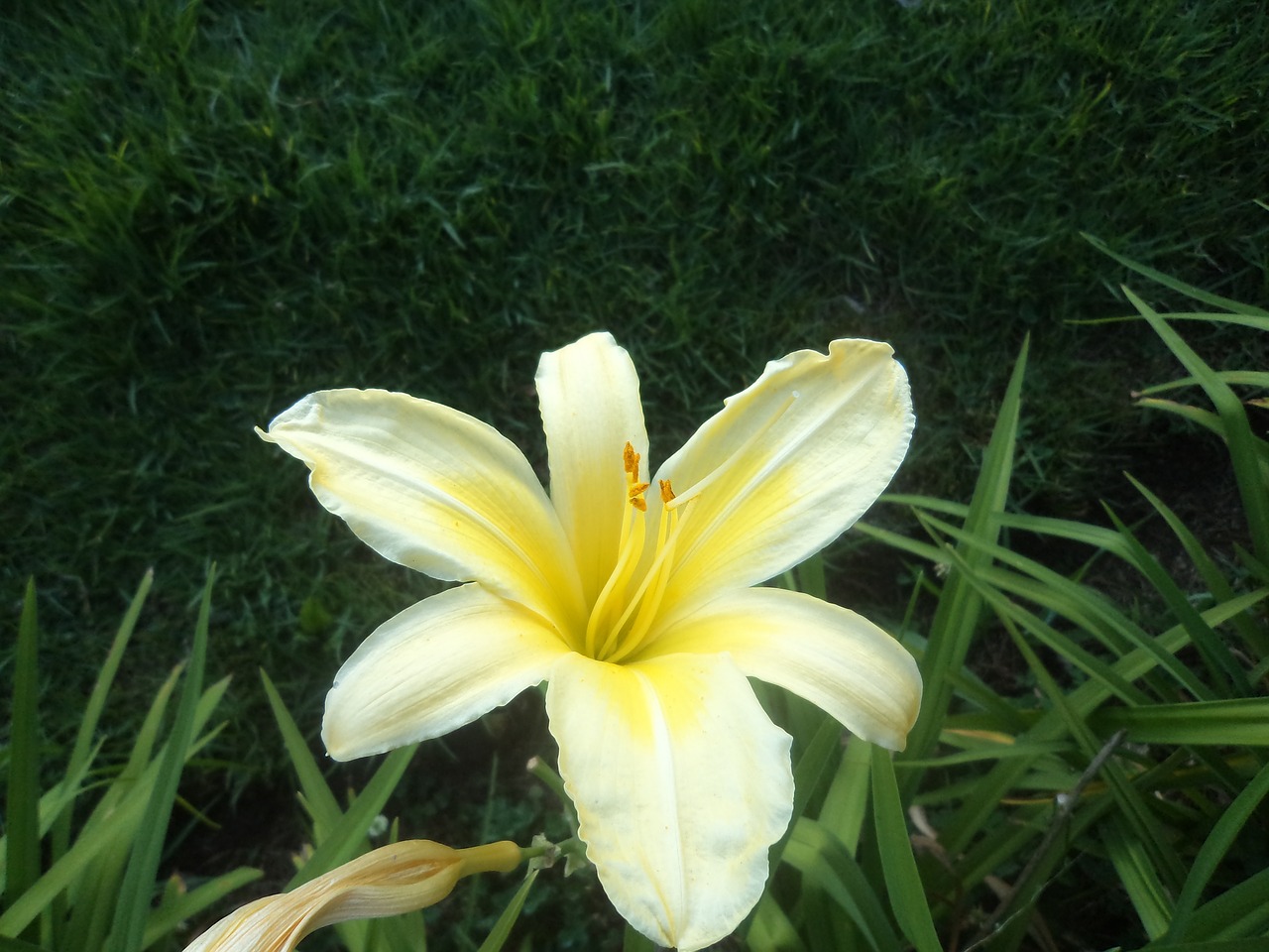 flower yellow garden free photo