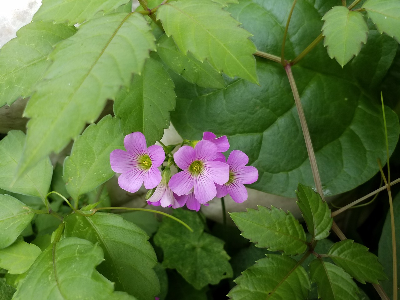 flower flowers plant free photo