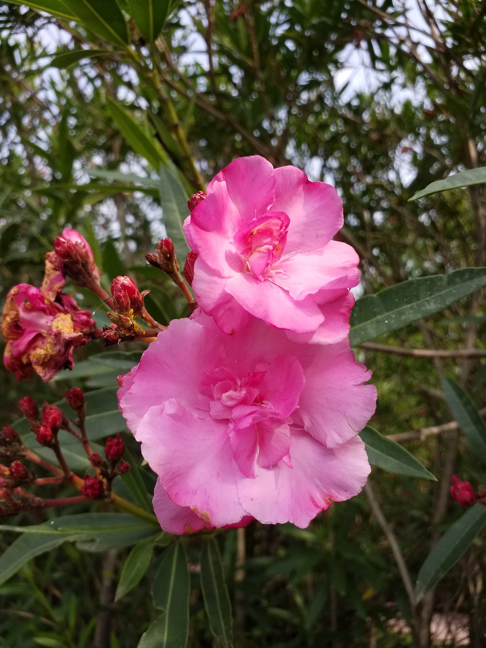 flower flowers plant free photo