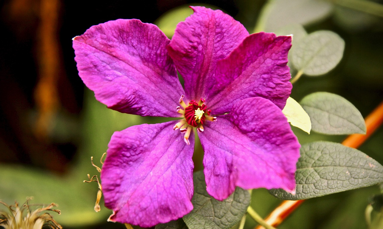 flower violet purple flower free photo