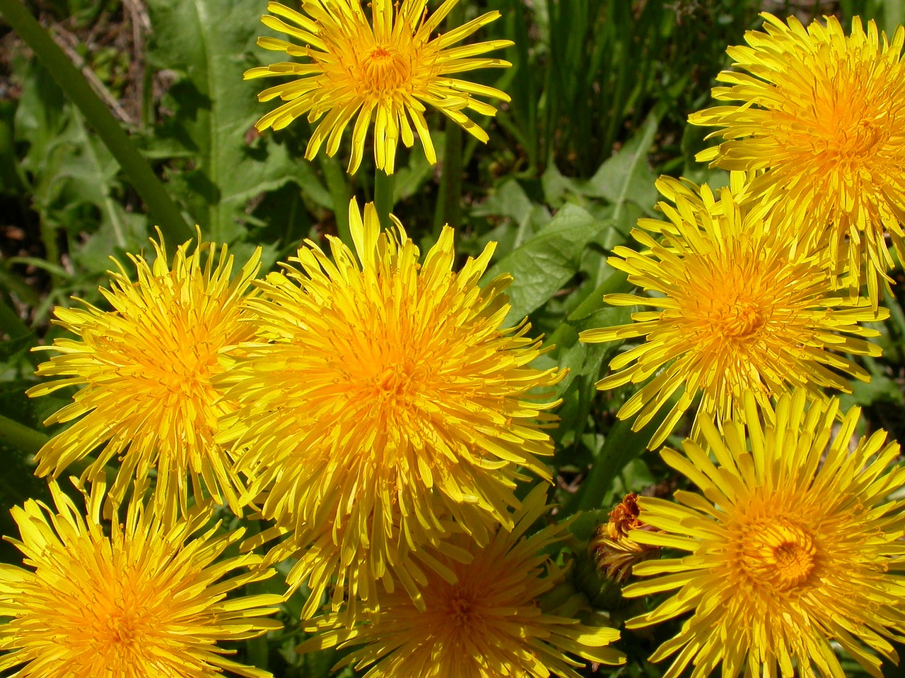 flower dandelion yellow free photo