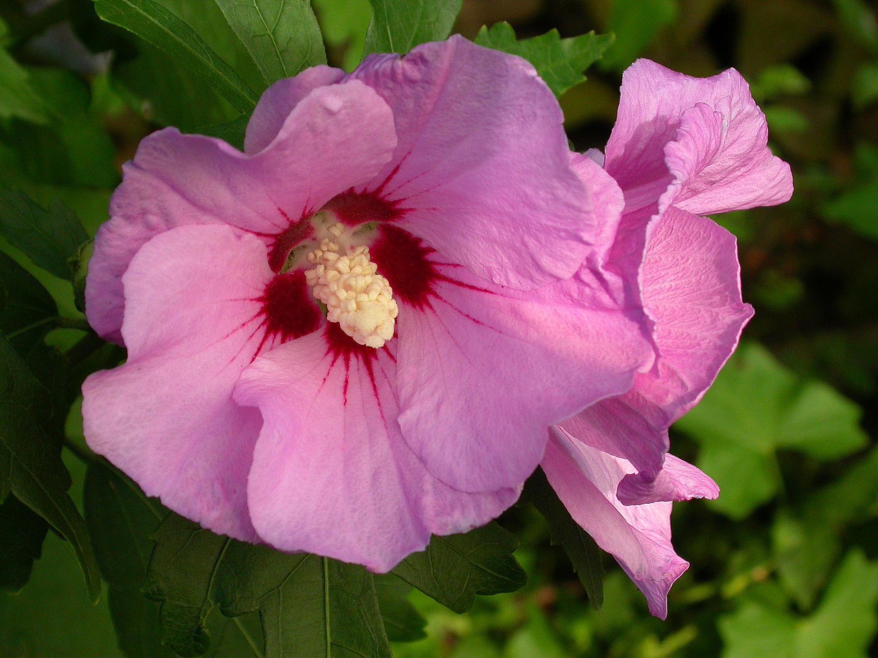 flower hibiscus pink free photo