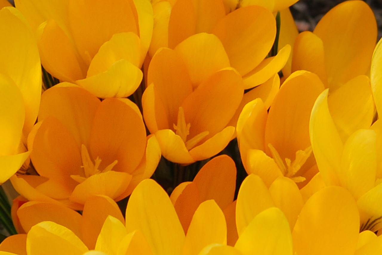 flower crocus yellow free photo