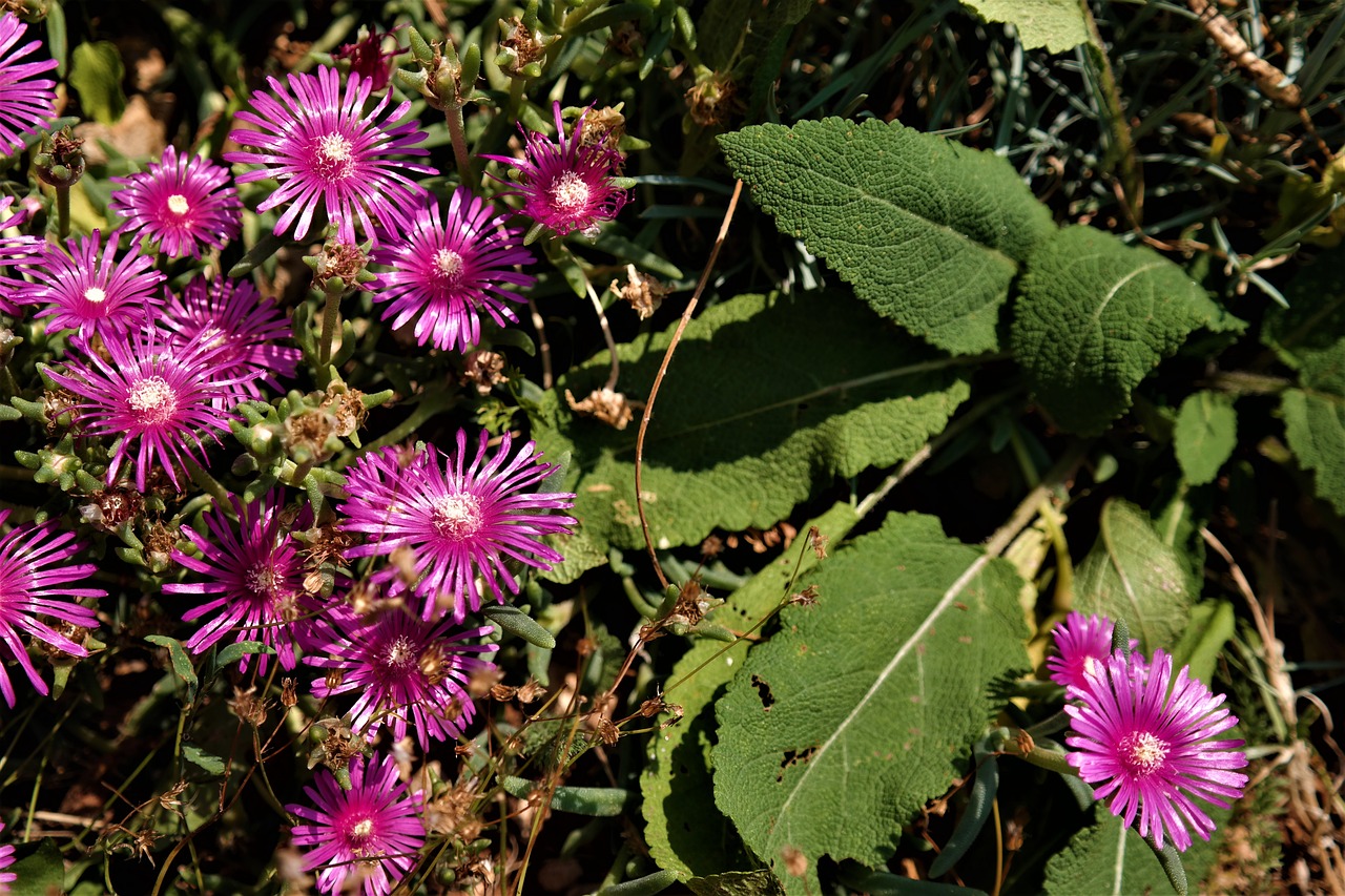 flower blossom bloom free photo