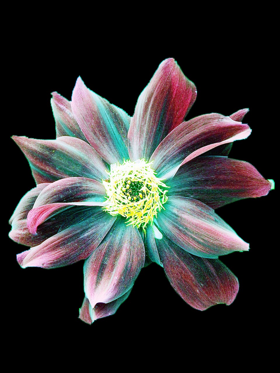 flower multicolor colors free photo