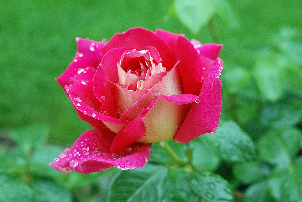 flower rose red free photo