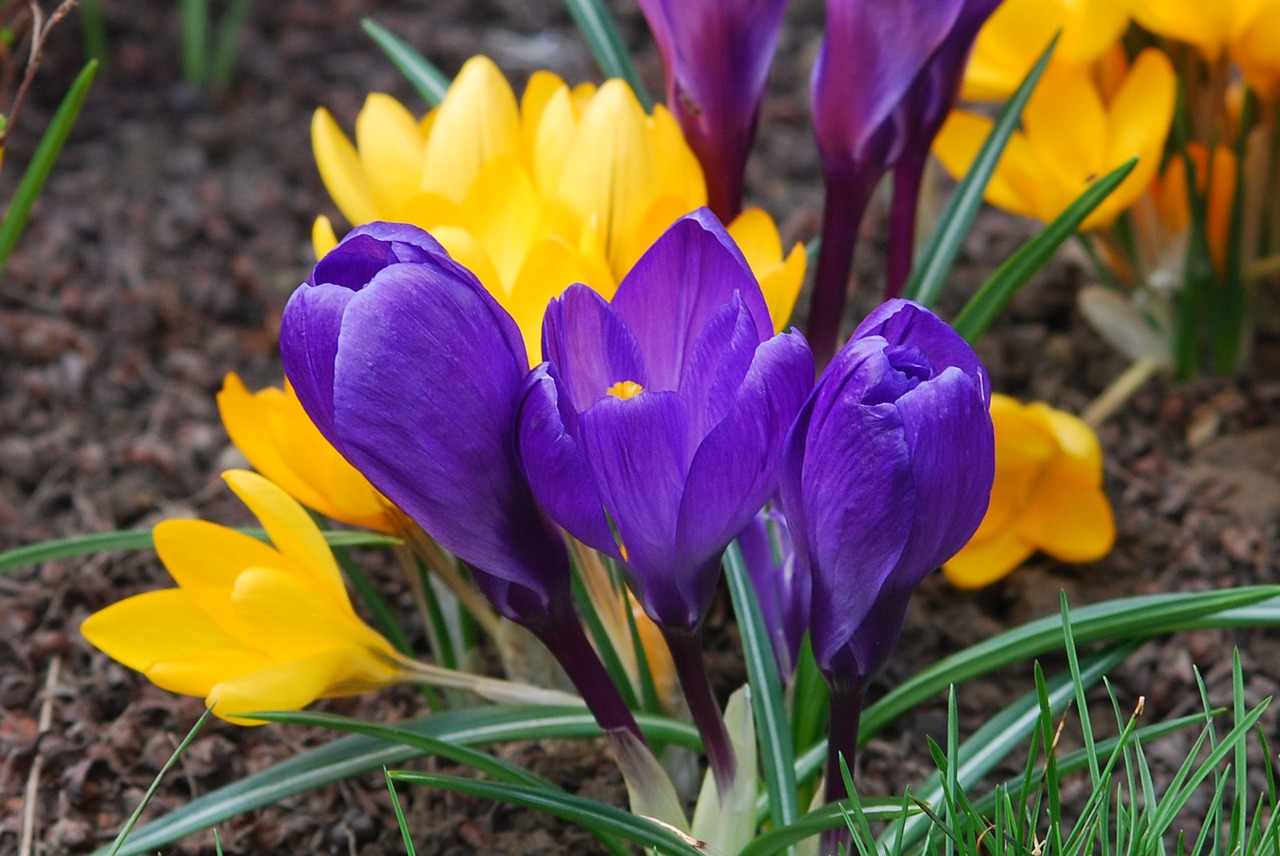 flower crocus violet free photo