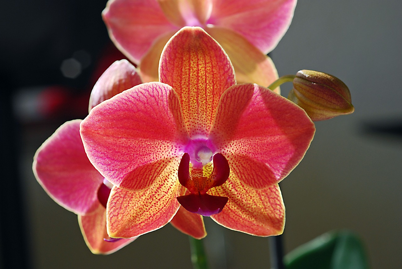 flower orchid red free photo