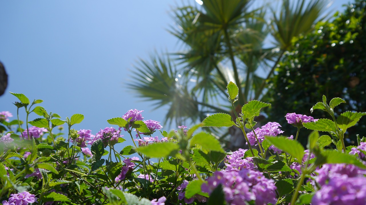 flower purple purple flower free photo