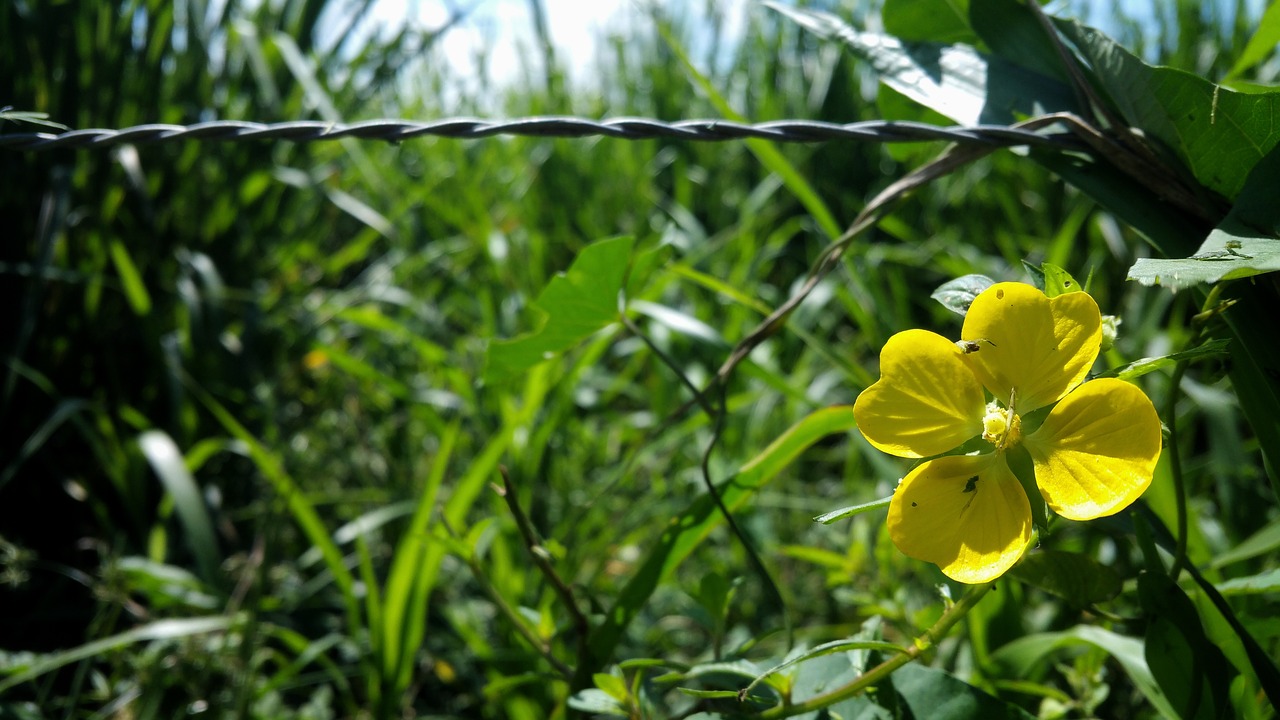 flower yellow barb wire free photo