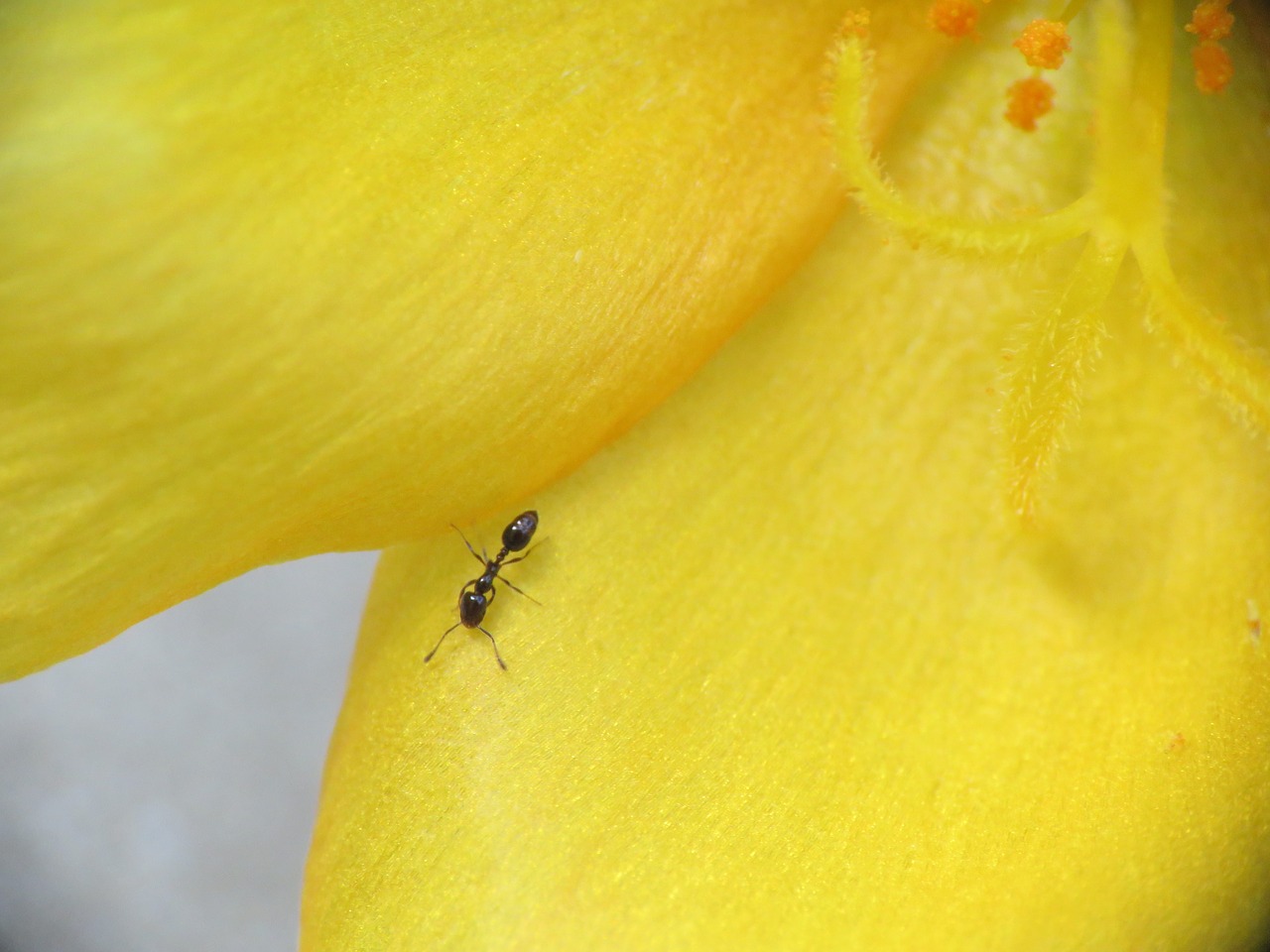 flower tiny bloom tiny ant free photo