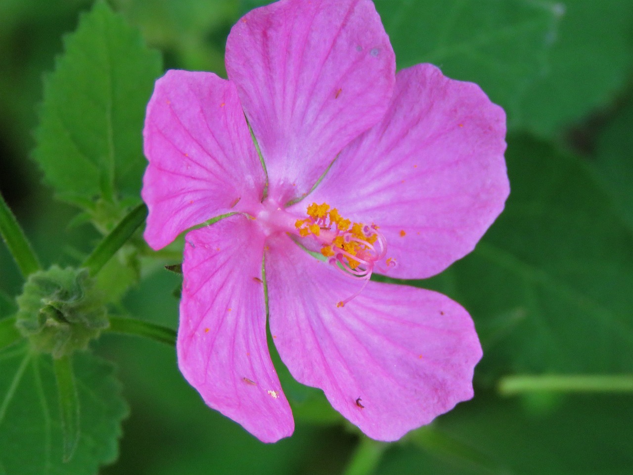 flower pink yellow free photo