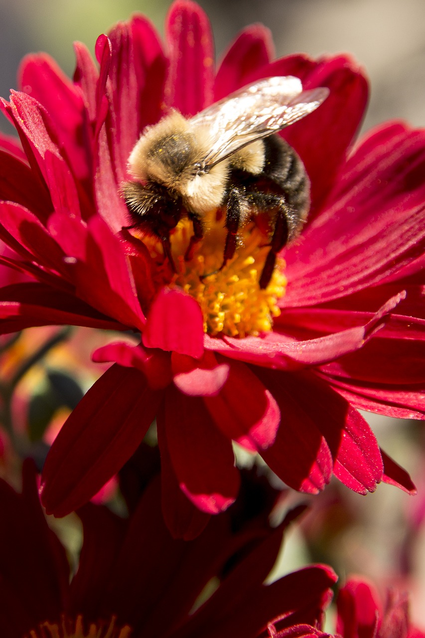 flower gadfly nature free photo