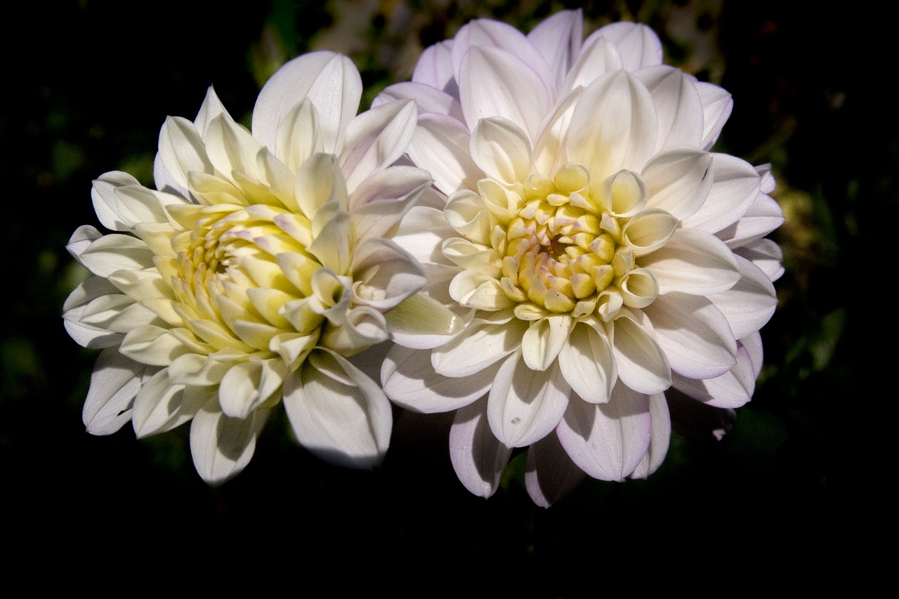 flower white white flowers free photo