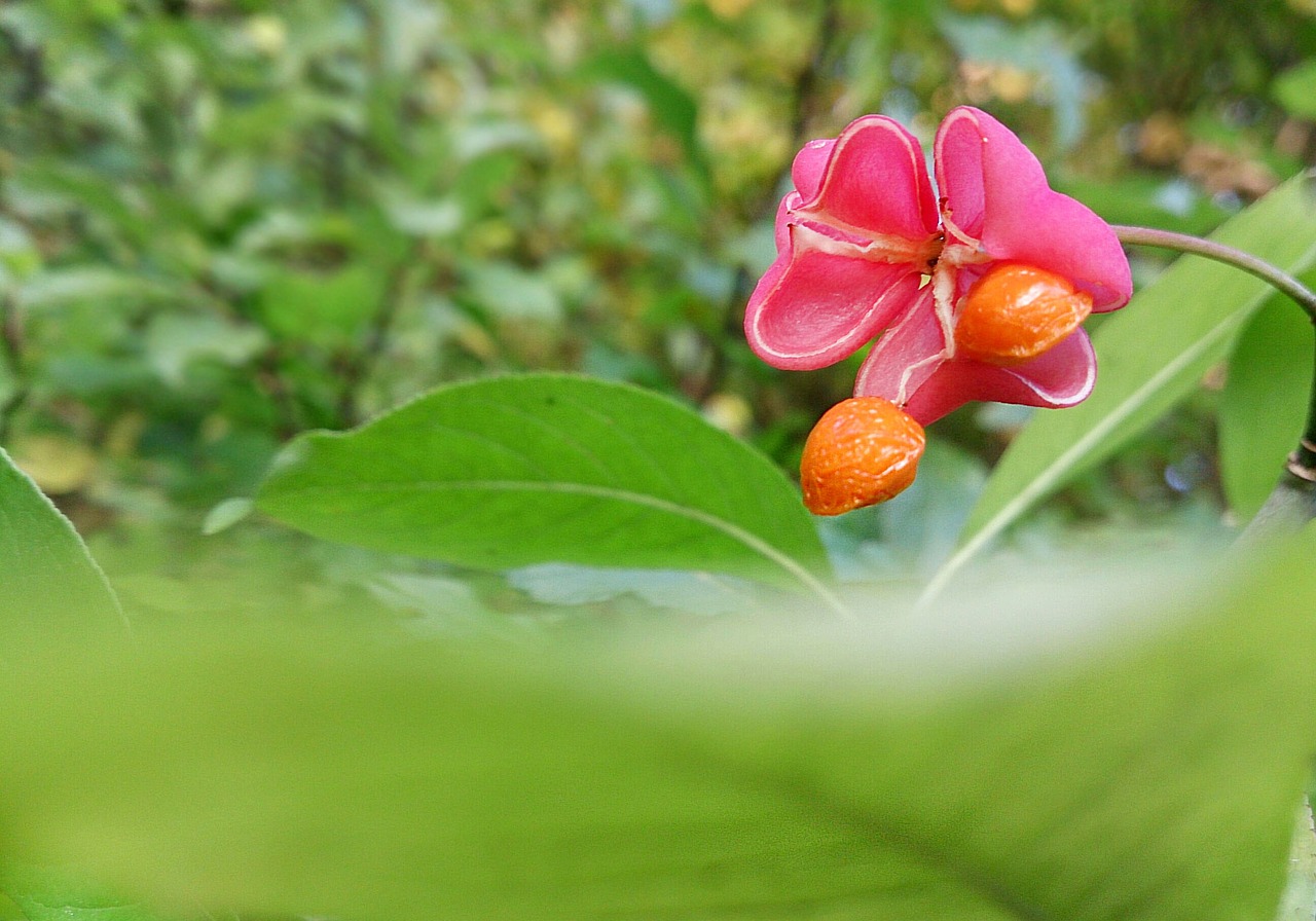 flower macro beautiful flower free photo