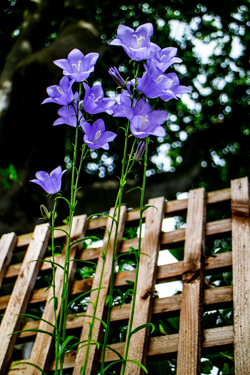 flower nature blue free photo