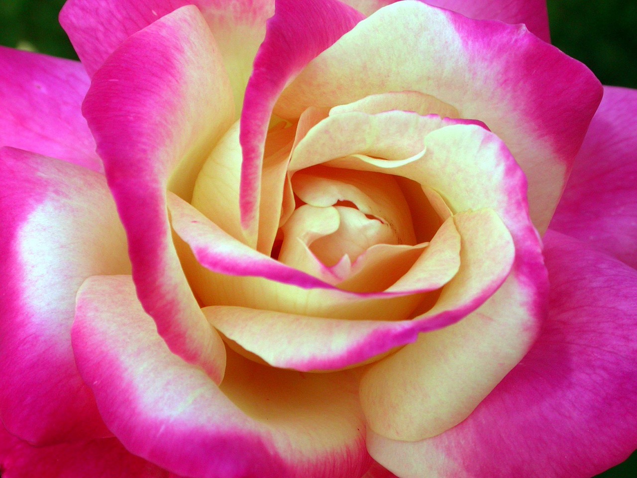 flower rose pink free photo