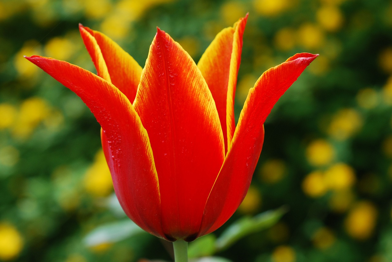 flower tulip red free photo