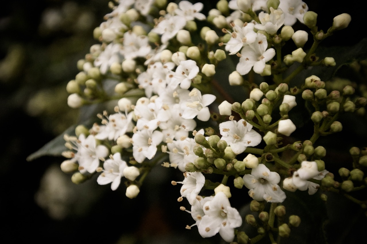 flower plant nature free photo