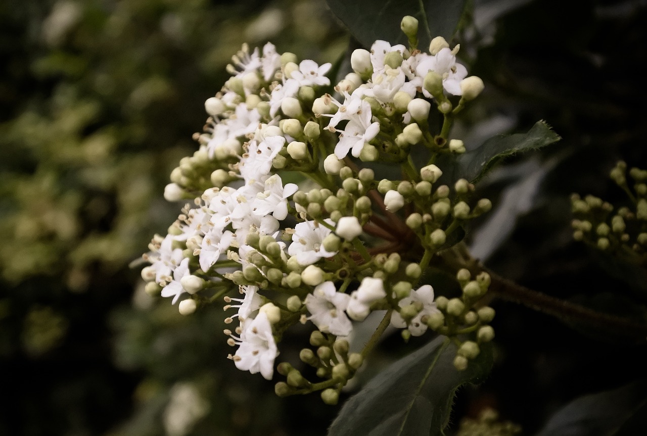 flower plant nature free photo