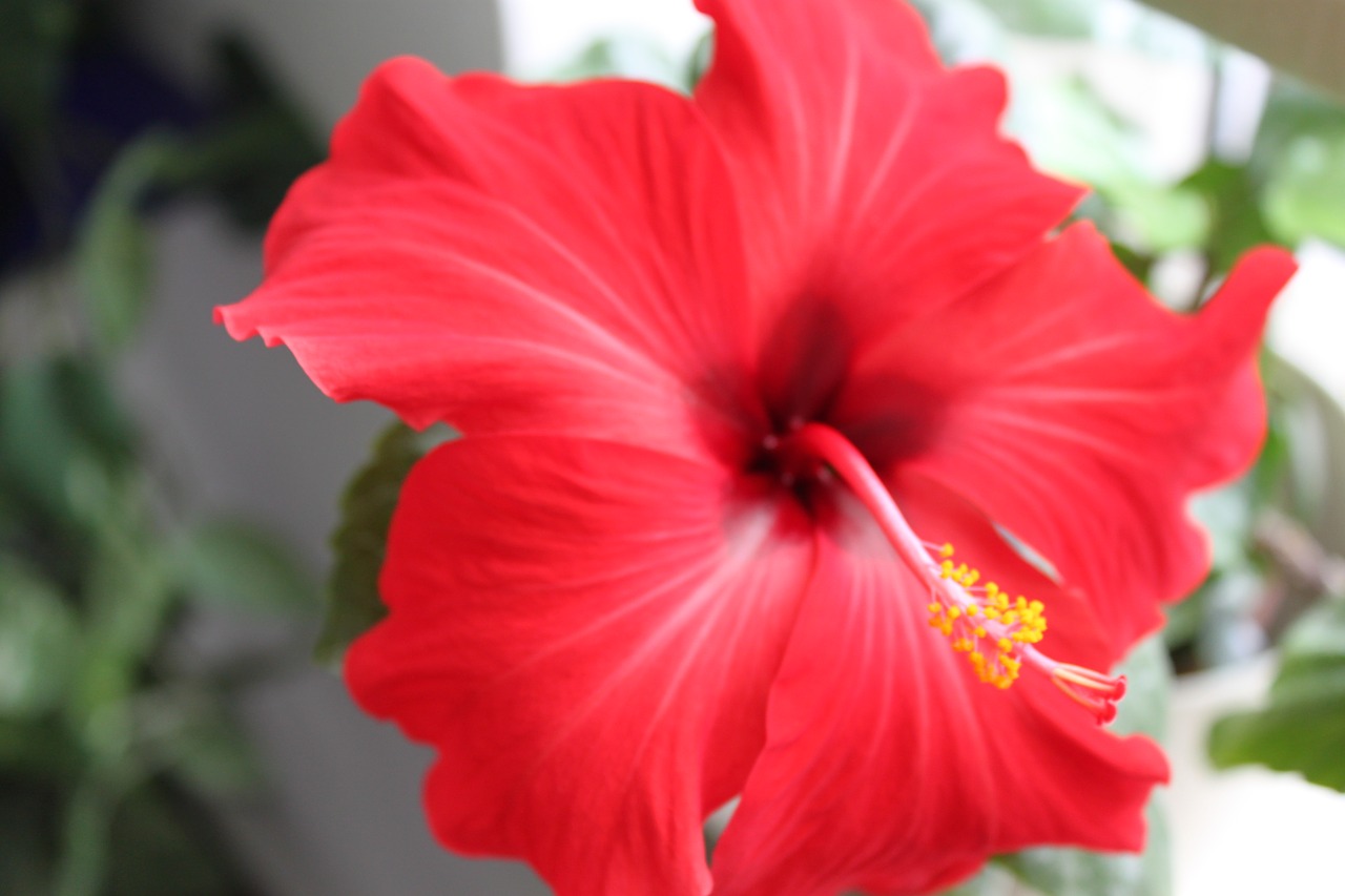 flower hibiscus red free photo