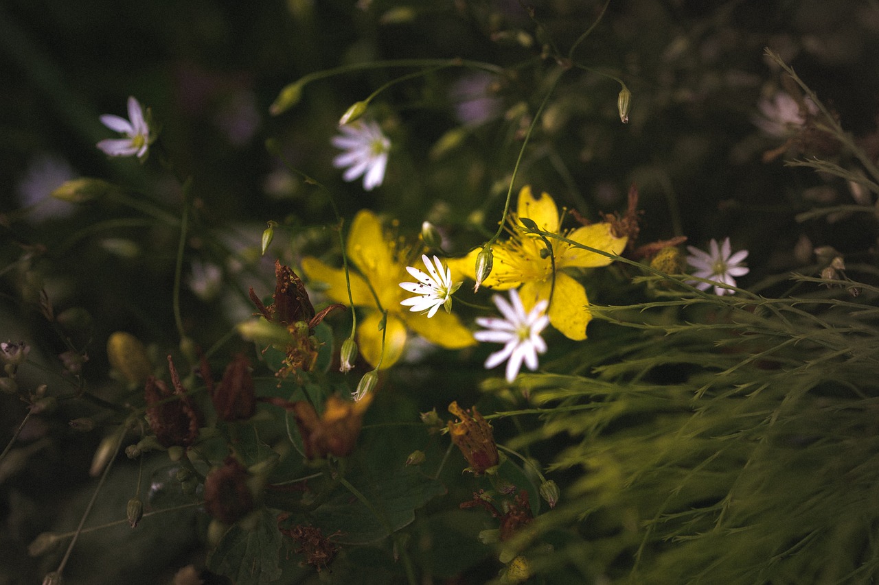 flower flowers the nature of the free photo