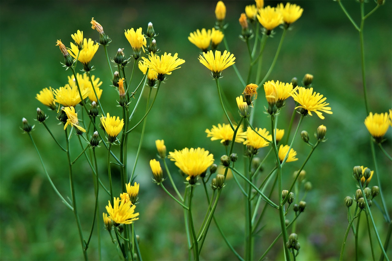 flower blossom bloom free photo