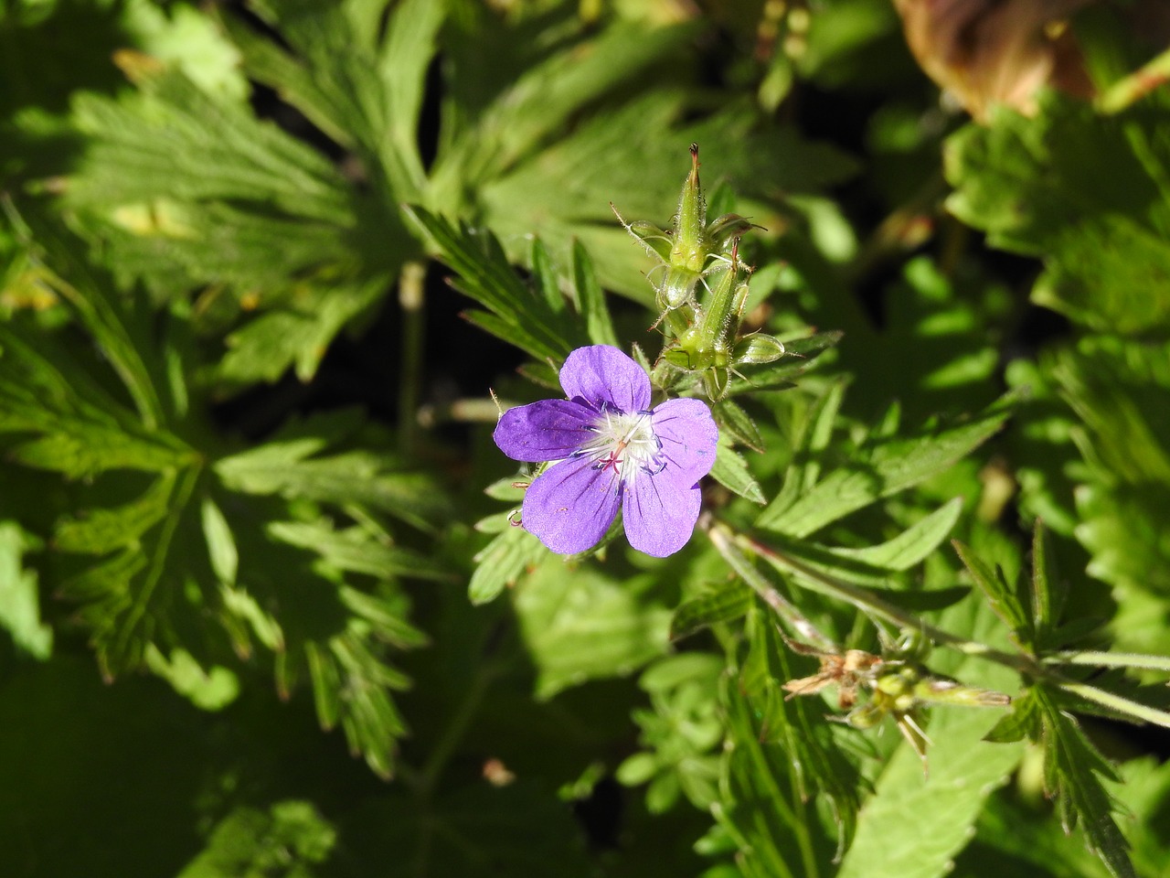 flower violet purple flower free photo