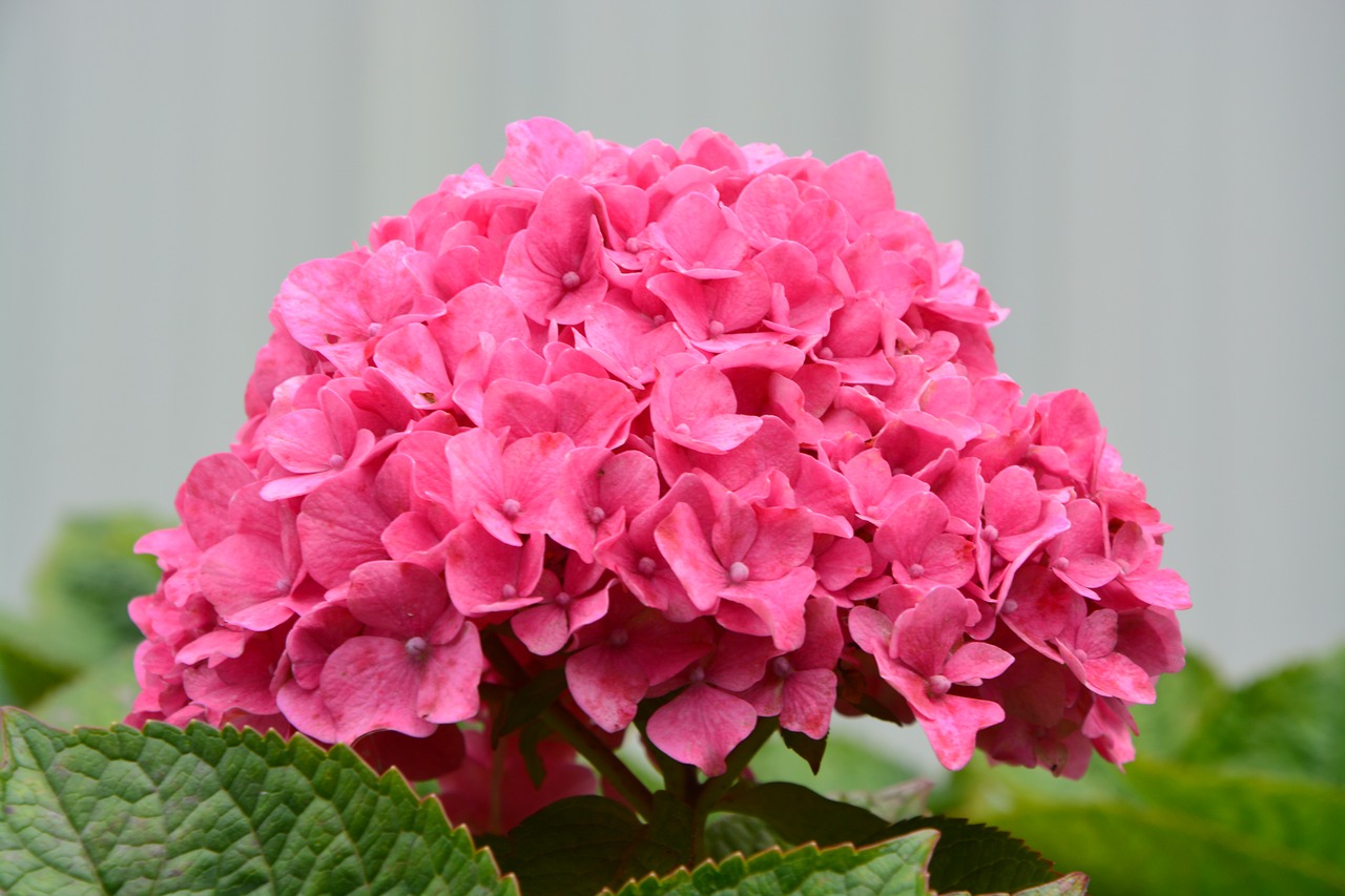 flower hydrangea pink flowers free photo