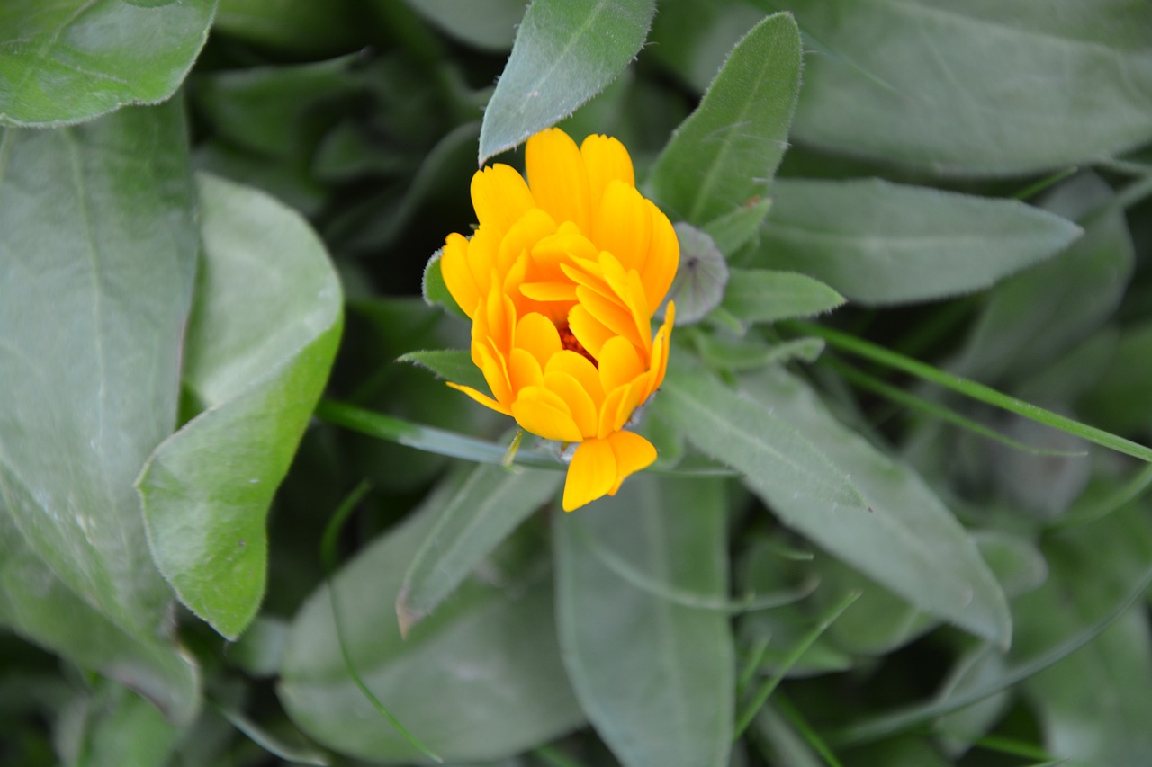 flower color orange blossomed free photo