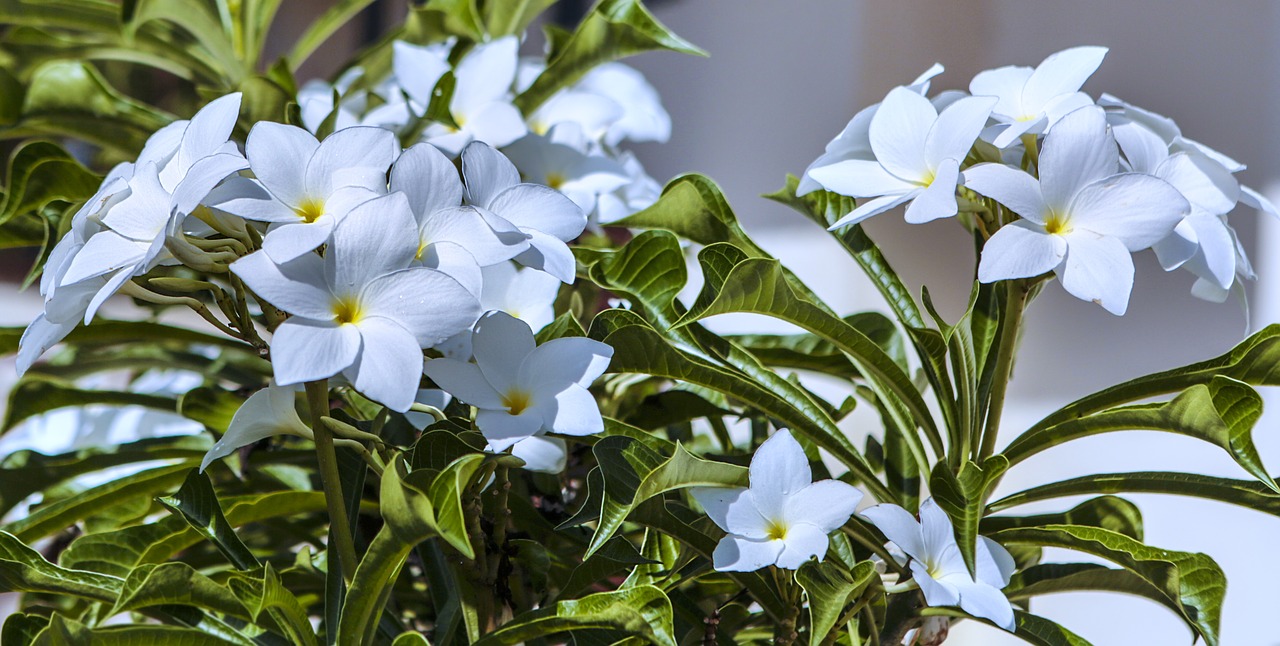 flower jasmine white free photo