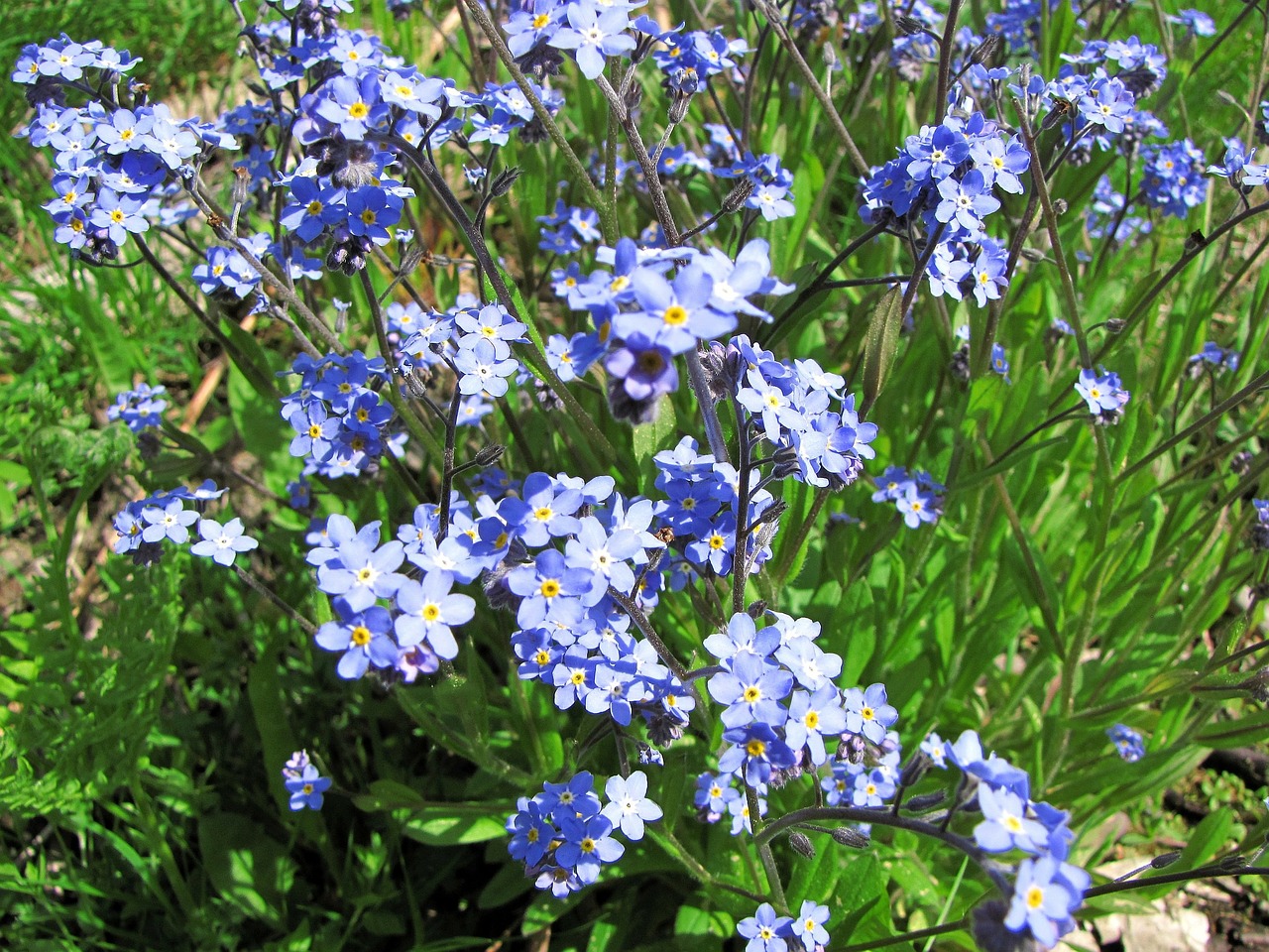 flower myosotis small blue flowers free photo