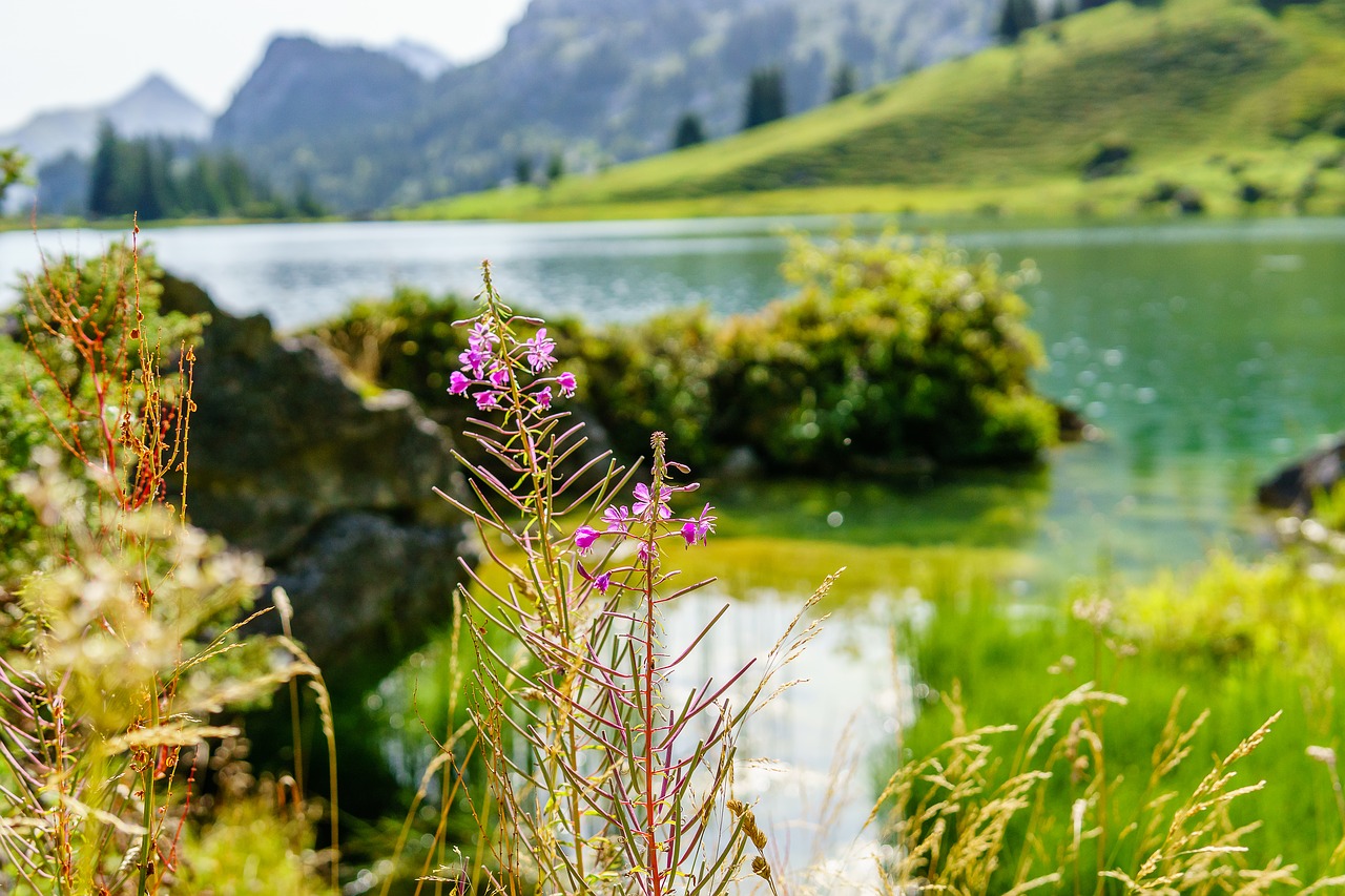 flower lake mountain free photo