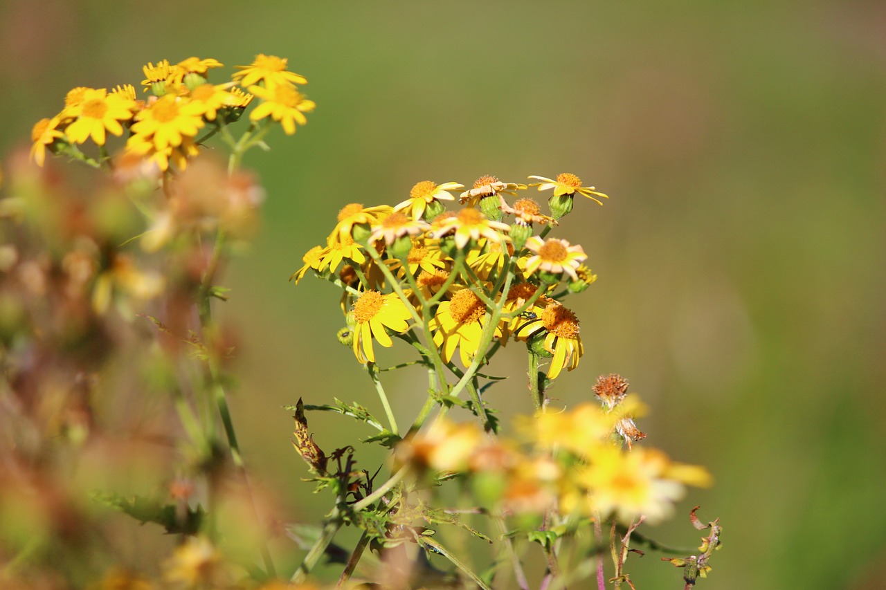 flower nature happy free photo