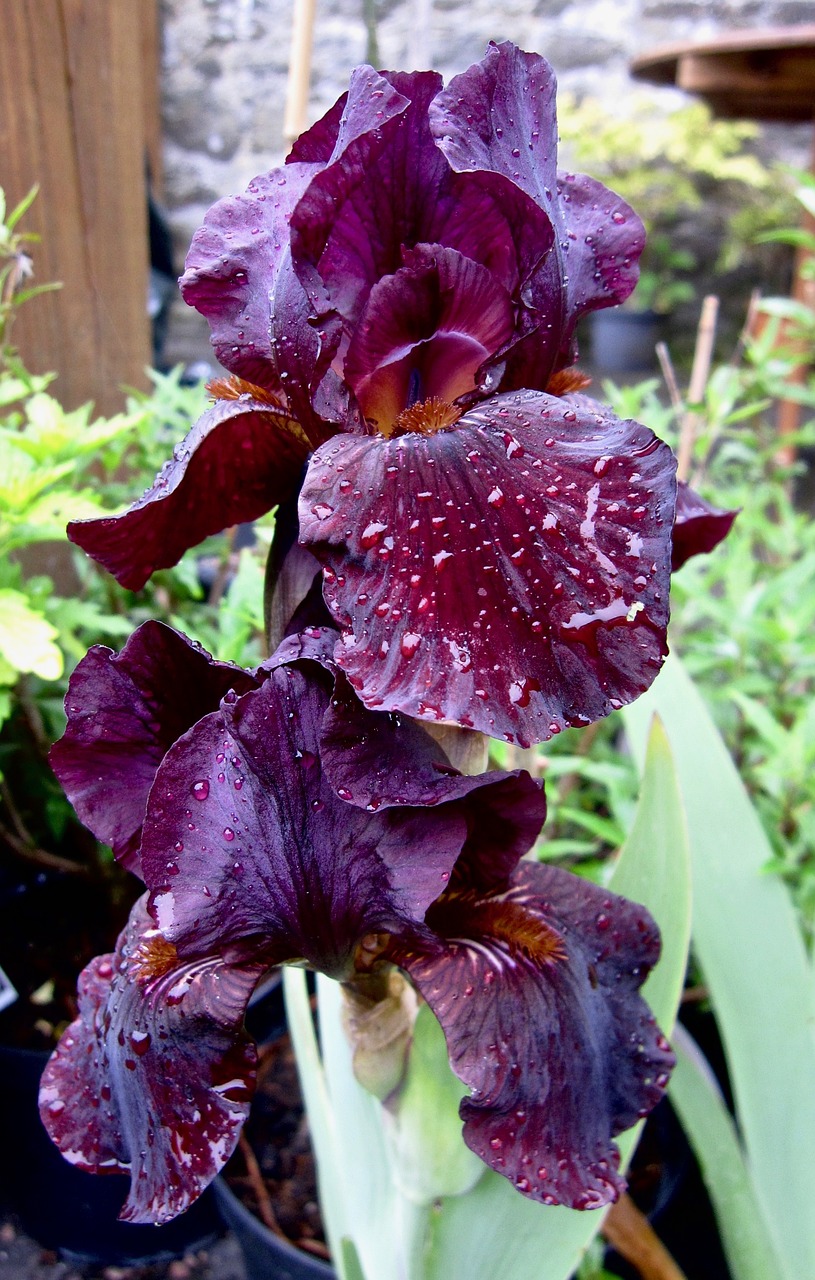 flower iris dew free photo