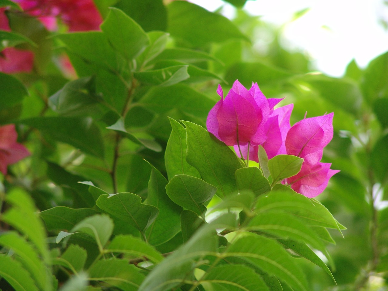 flower nature pink flower free photo