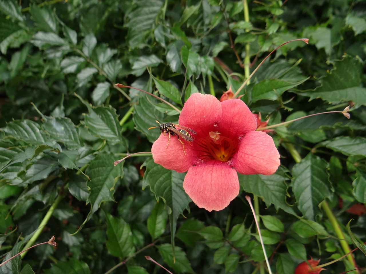 flower pink pink flower free photo