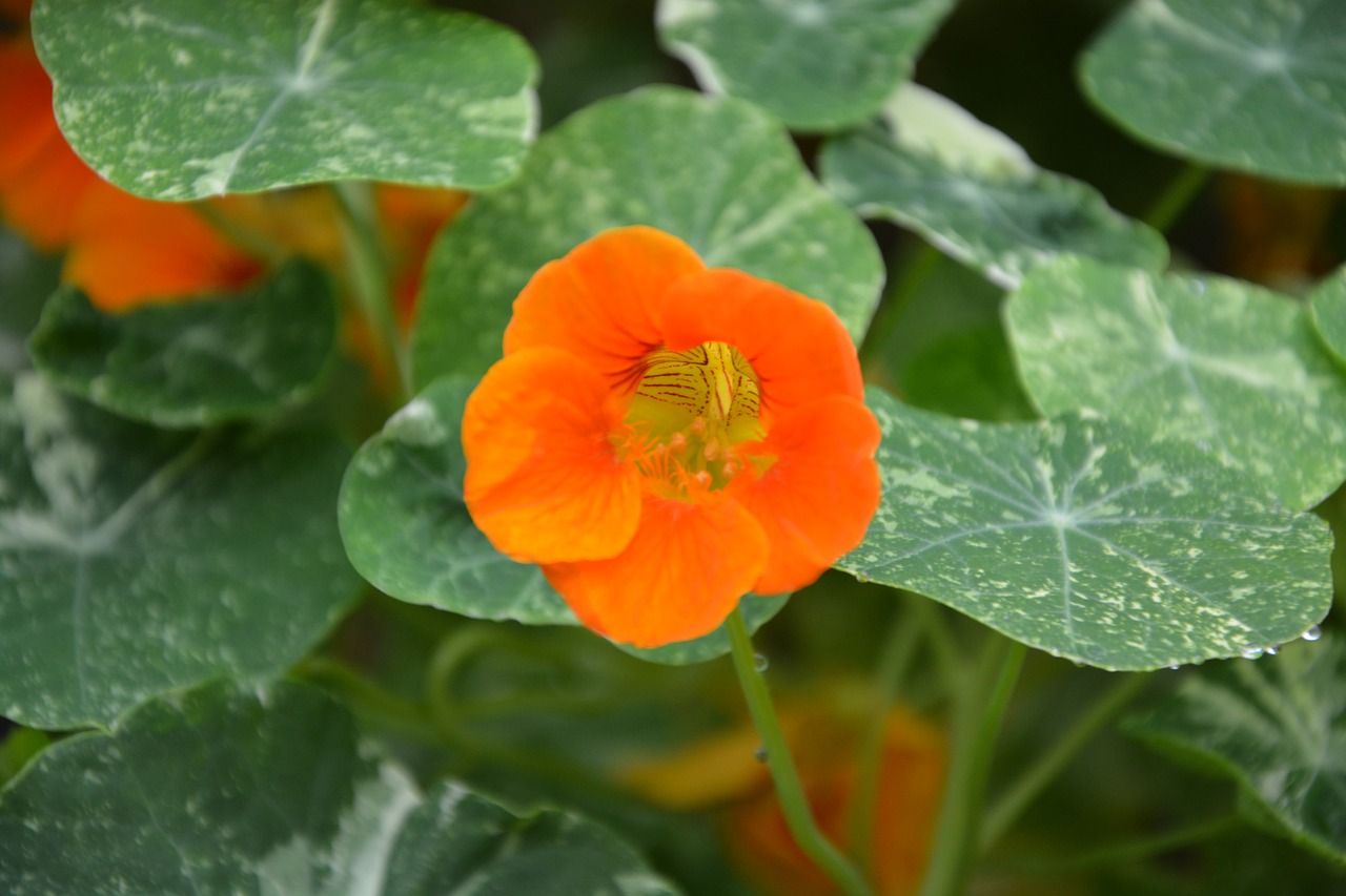 flower orange blossom green leaves free photo