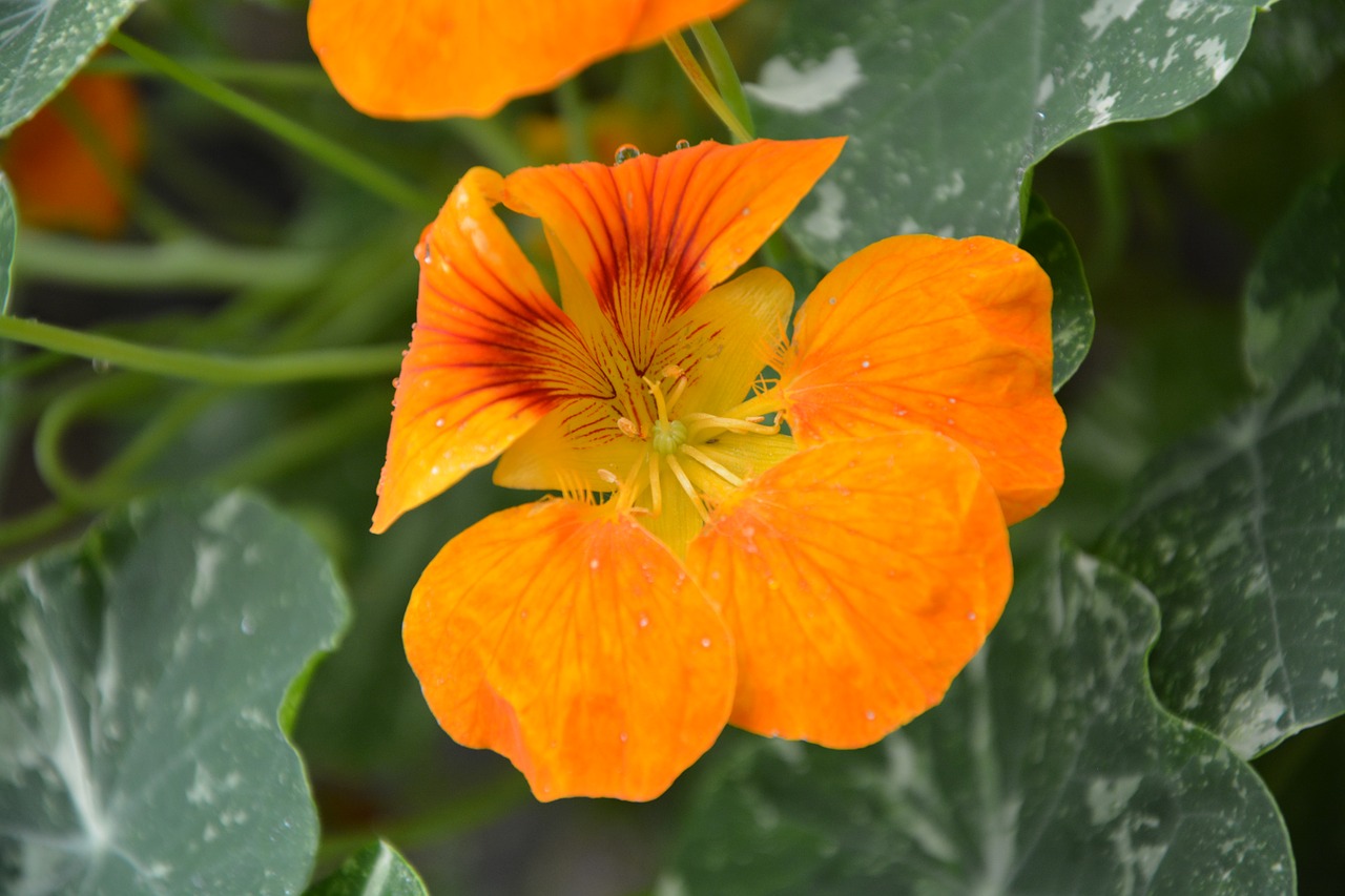 flower green leaf green leaves free photo