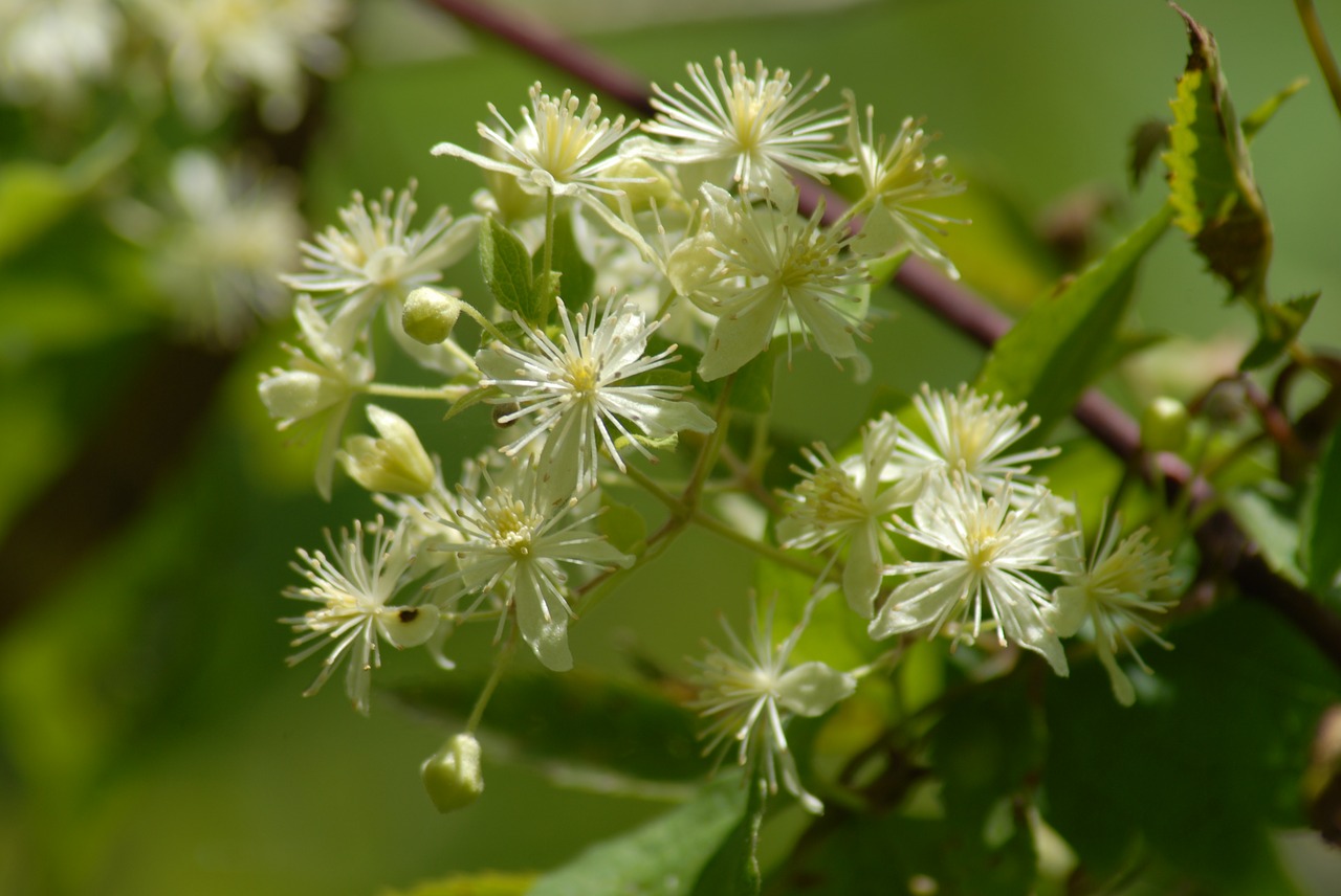 flower regional flora nature free photo