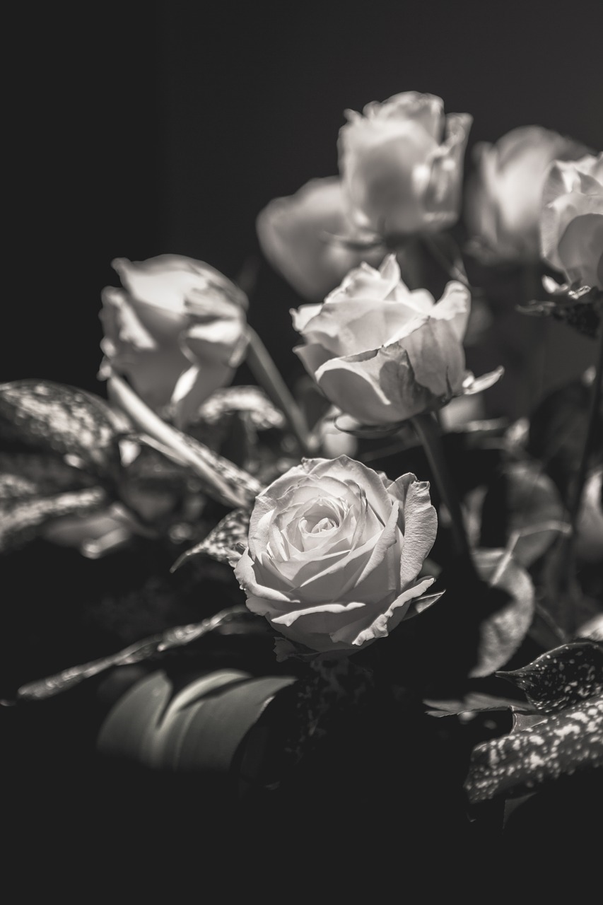 flower rose light and shadow free photo