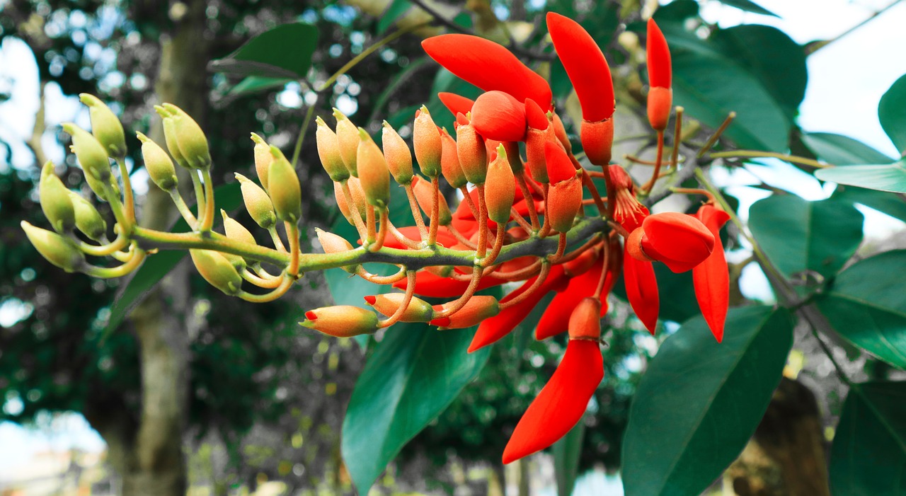 flower red floral free photo