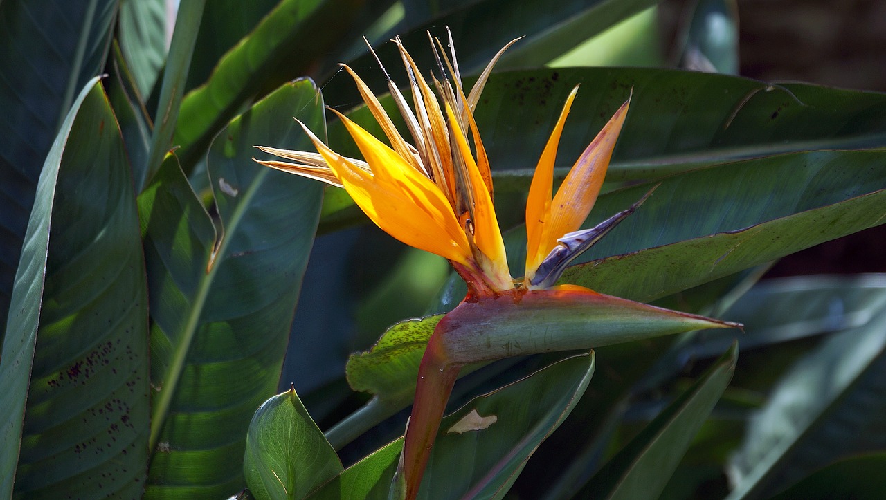 flower bird of paradise tropical free photo